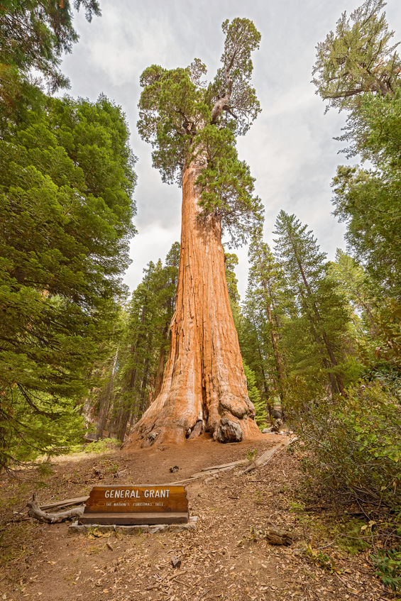 When Times Get You Down, Look Up At A Giant Sequoia